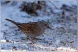 Heggenmus - Prunella modularis