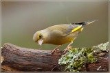 Groenling - Carduelis chloris