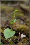 Gennaria diphylla