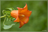 Canarisch klokje - Canarina canariensis