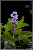 Orchis canariensis 