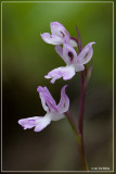 Orchis canariensis