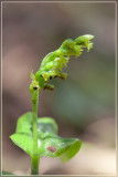 Gennaria diphylla