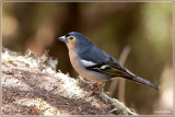 Canarische Vink - Fringilla coelebs canariensis