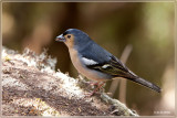 Canarische Vink - Fringilla coelebs canariensis