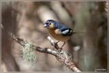 Canarische Vink - Fringilla coelebs canariensis