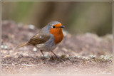 Canarische roodborst - Erithacus rubecula superbus
