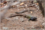  Tenerife reuzenhagedis - Gallotia galloti  insulanagae