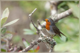Canarische roodborst - Erithacus rubecula superbus