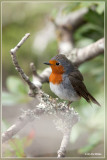 Canarische roodborst - Erithacus rubecula superbus