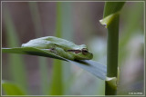 Mediterrane boomkikker- Hyla meridionalis