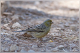 Wilde kanarie  Serinus canaria