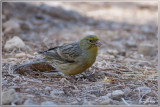 echte wilde kanarie  Serinus canaria