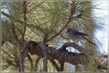 Blauwe vink - Fringilla teydea