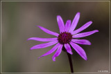 _MG_6564.jpg