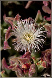 Ijskruid of ijsplantje - Mesembryanthemum crystallinum