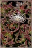 Ijskruid of ijsplantje - Mesembryanthemum crystallinum
