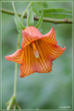 Canarisch klokje - Canarina canariensis