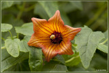 Canarisch klokje - Canarina canariensis