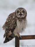 Short eared owl