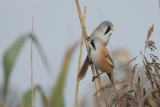 22-10-2012 baardman ijsselmonding 5.jpg