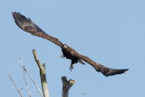 22-10-2012 zeearend ijsselmonding 9.jpg
