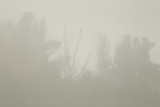 22-10-2012 zeearend ijsselmonding.jpg