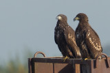 22-10-2012 zeearend ijsselmonding 15.jpg