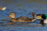 27-10-2012 ijssel wilde eend 4.jpg
