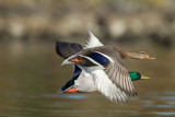 27-10-2012 ijssel wilde eend 5.jpg