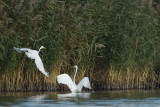 27-10-2012ijsselmonding grote zilver  strijd 3.jpg