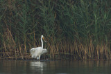 23-10-2012 grote zilver ijsselmonding jagen 6.jpg