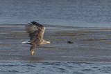 zeearend vossemeer 31-10-2012 5.jpg