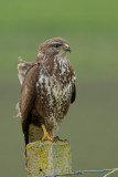 2012-11-04 buizerd ketelmeerdijk 4.jpg