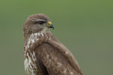 2012-11-04 buizerd ketelmeerdijk 6.jpg