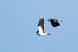 2012-11-05 kievit ijsselmonding 3.jpg