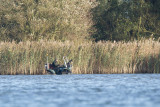 2012-11-05 rattevanger ijsselmonding.jpg