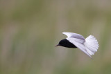 witvleugelstern polen 18-05-2012 6.jpg