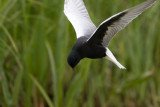 witvleugelstern polen 18-05-2012 7.jpg