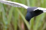 witvleugelstern polen 18-05-2012 8.jpg
