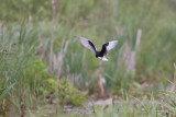 witvleugelstern polen 18-05-2012 9.jpg