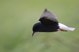 witvleugelstern polen 18-05-2012 10.jpg