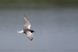 witvleugelstern polen 18-05-2012 11.jpg