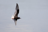 witvleugelstern polen 18-05-2012 12.jpg