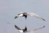 witvleugelstern polen 18-05-2012 13.jpg