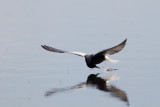 witvleugelstern polen 18-05-2012 15.jpg