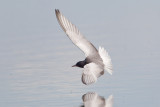 witvleugelstern polen 18-05-2012 4.jpg