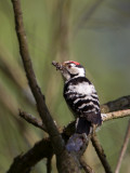 kleine bonte specht polen 18-05-2012.jpg