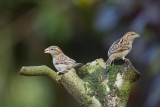 huismus 7-11-2012 tuin.jpg