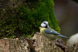 pimpelmees 7-11-2012 tuin.jpg